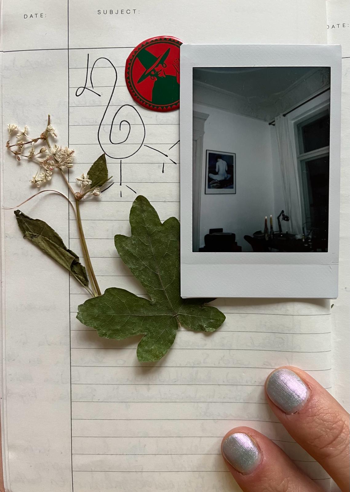 ıhlamurkokulugündüzdüşleri